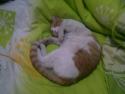 El gato dormilon
